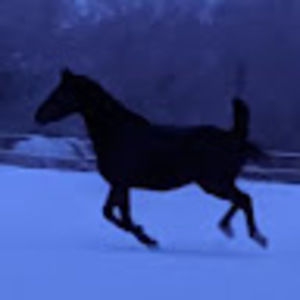 Meet your Posher, Lynelle